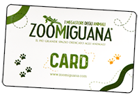 Zoomiguana Card